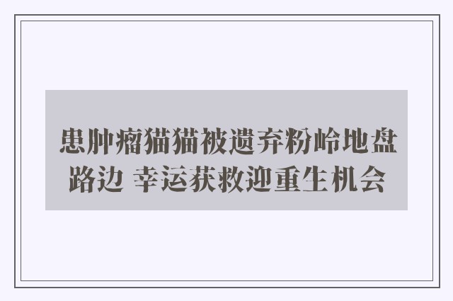 患肿瘤猫猫被遗弃粉岭地盘路边 幸运获救迎重生机会