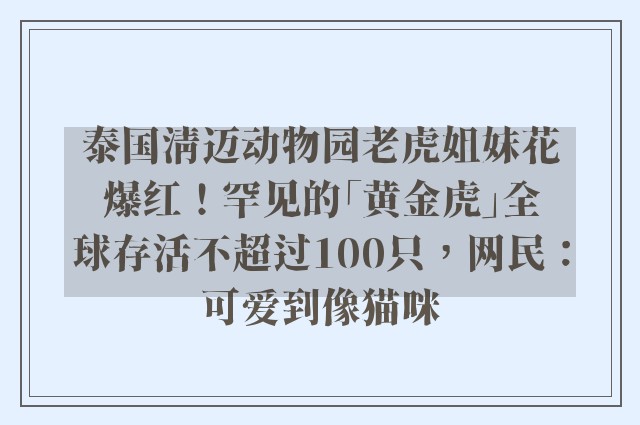 泰国清迈动物园老虎姐妹花爆红！罕见的「黄金虎」全球存活不超过100只，网民：可爱到像猫咪